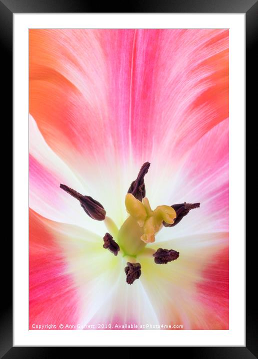 Parrot Tulip Macro Framed Mounted Print by Ann Garrett