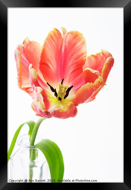 Parrot Tulip on White Framed Print by Ann Garrett