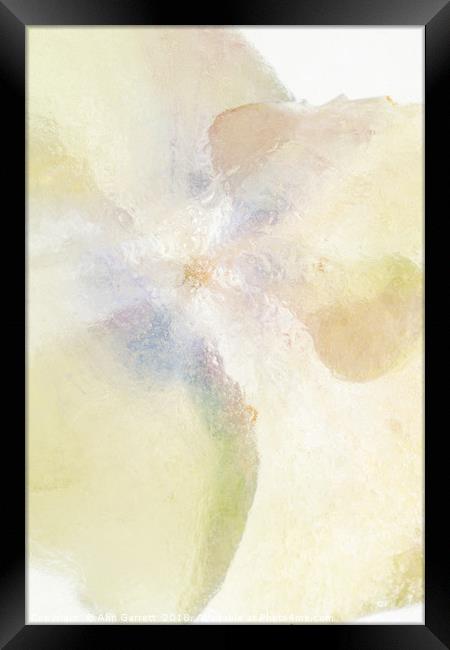 Hydrangea in Ice - 1 Framed Print by Ann Garrett