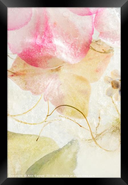 Hydrangea in Ice - 2 Framed Print by Ann Garrett