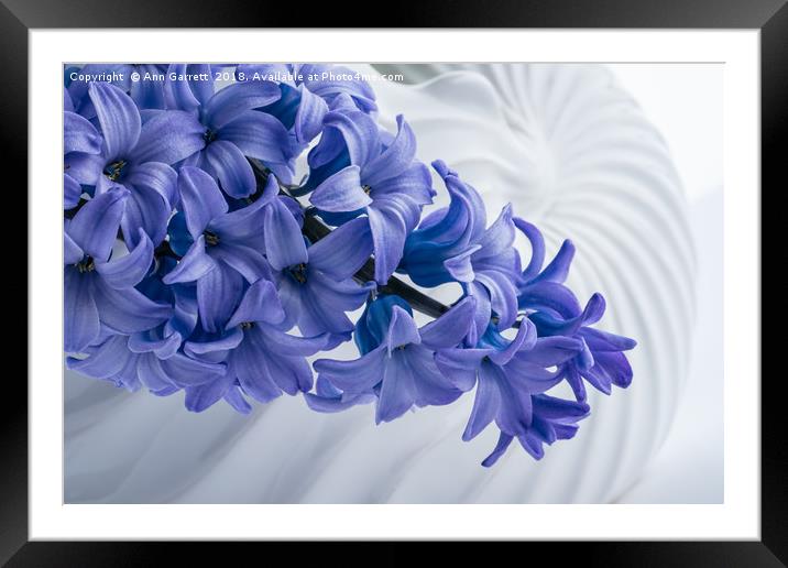 Blue Hyacinth Framed Mounted Print by Ann Garrett