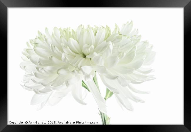 White Chrysanthemum Framed Print by Ann Garrett