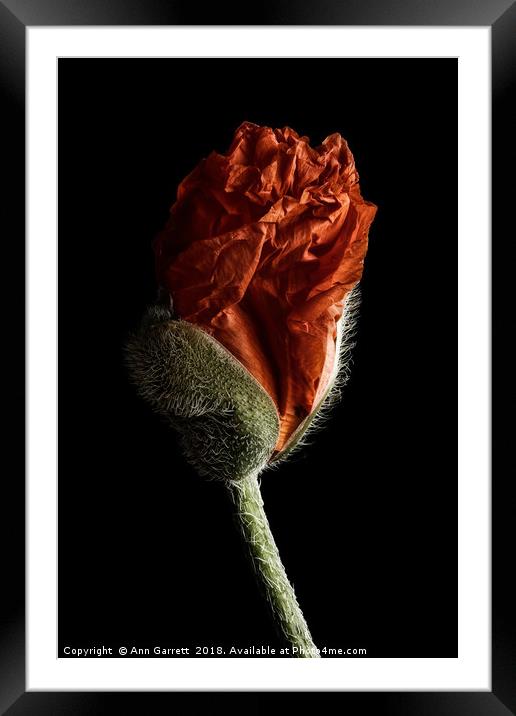 Poppy Bud  Framed Mounted Print by Ann Garrett