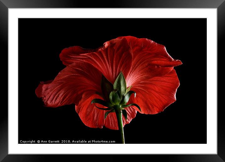 Scarlet Hibiscus Framed Mounted Print by Ann Garrett