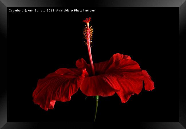 Crimson Hibiscus Framed Print by Ann Garrett