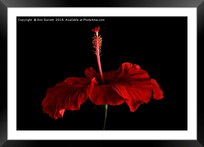 Crimson Hibiscus Framed Mounted Print by Ann Garrett