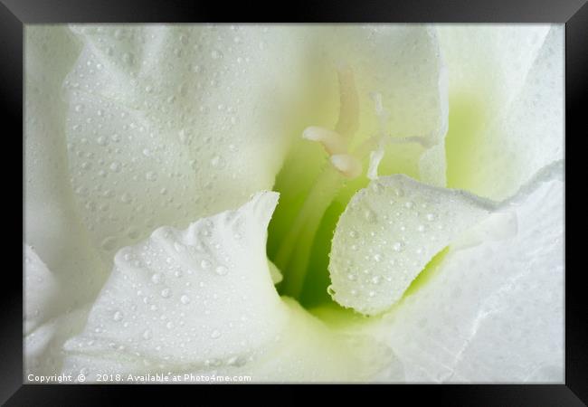 White Gladiolus Tears Framed Print by Ann Garrett