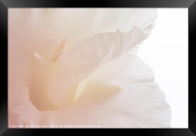 Soft Pink Gladiolus Framed Print by Ann Garrett