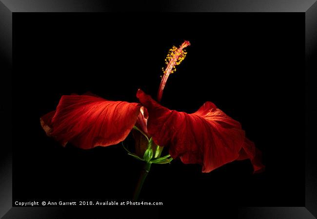 Red Hibiscus Framed Print by Ann Garrett