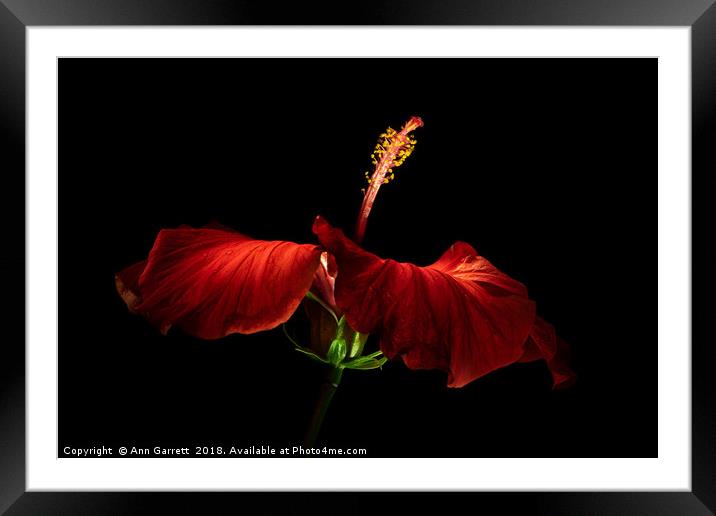 Red Hibiscus Framed Mounted Print by Ann Garrett