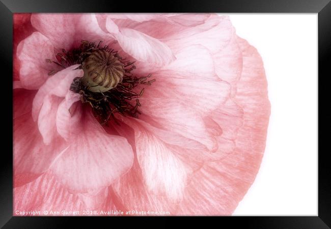 Soft Pink Poppy Framed Print by Ann Garrett