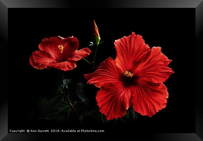 Red Hibiscus up Close Framed Print by Ann Garrett