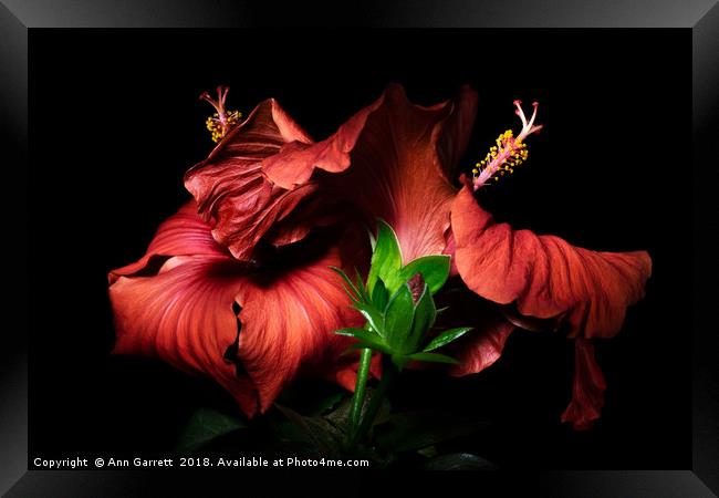 Red Hibiscus in the dark Framed Print by Ann Garrett