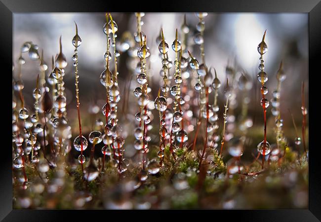 Mossy Diamonds Framed Print by Ann Garrett