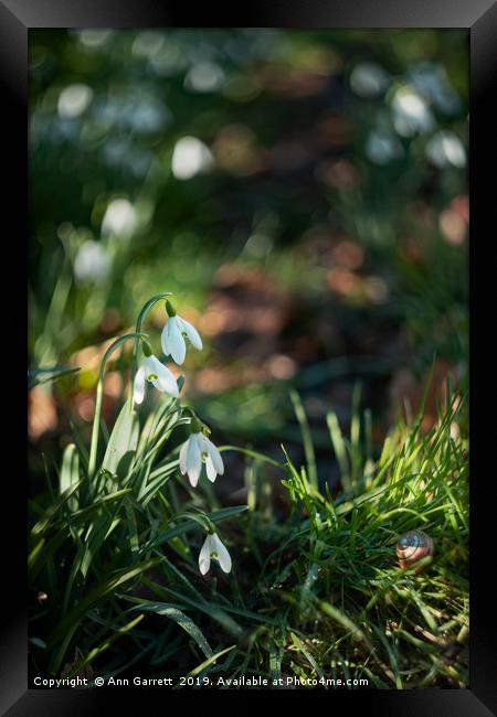 Snowdrops Through a Vintage lens Framed Print by Ann Garrett