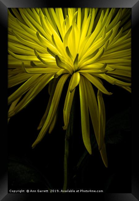 Chrysanthemum Spikes Framed Print by Ann Garrett
