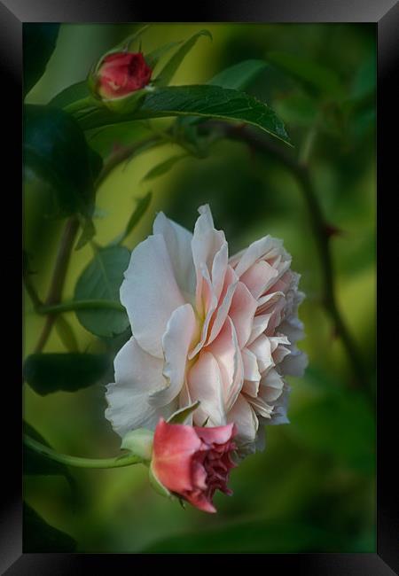 Ring o' Ring o' Roses Framed Print by Ann Garrett