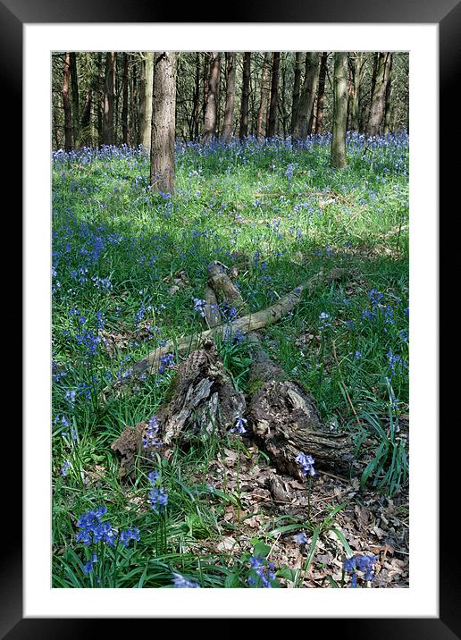 Bluebell Woods Framed Mounted Print by Ann Garrett