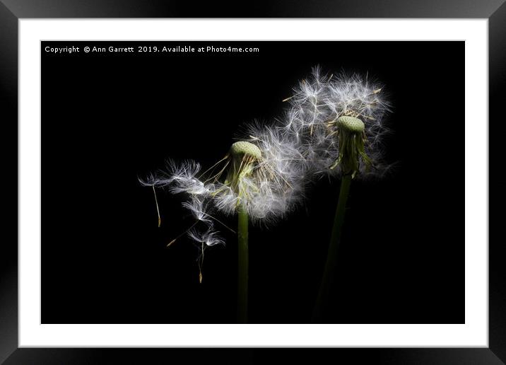 Dandelion Falls Framed Mounted Print by Ann Garrett