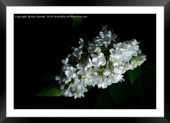 White Lilac Framed Mounted Print by Ann Garrett