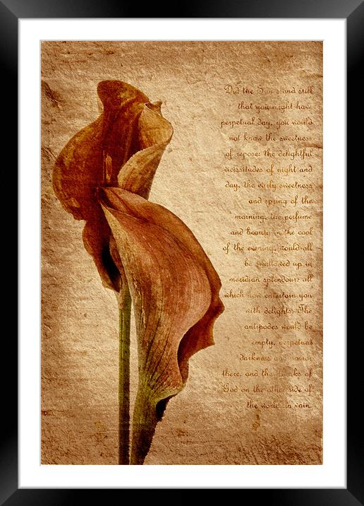 Lilies Framed Mounted Print by Ann Garrett