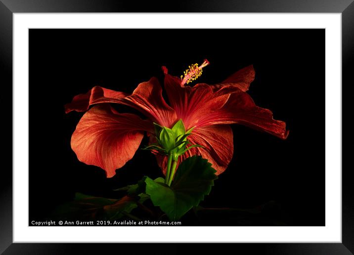 Red Hibiscus 3 Framed Mounted Print by Ann Garrett