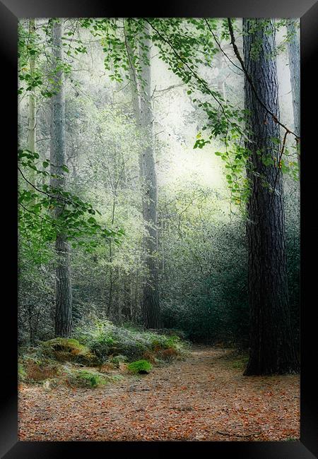 Faerie Forest Framed Print by Ann Garrett