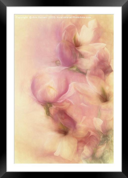 Magnolia Softness Framed Mounted Print by Ann Garrett