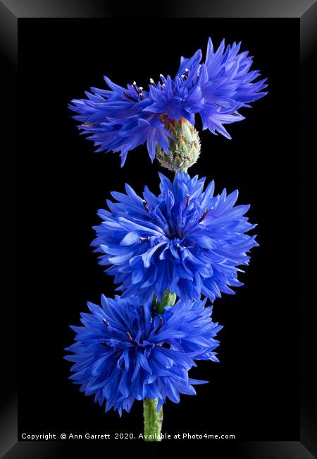 Cornflower Blues 2 Framed Print by Ann Garrett