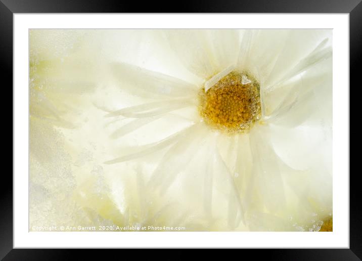 Frilly Daisy in Ice Framed Mounted Print by Ann Garrett