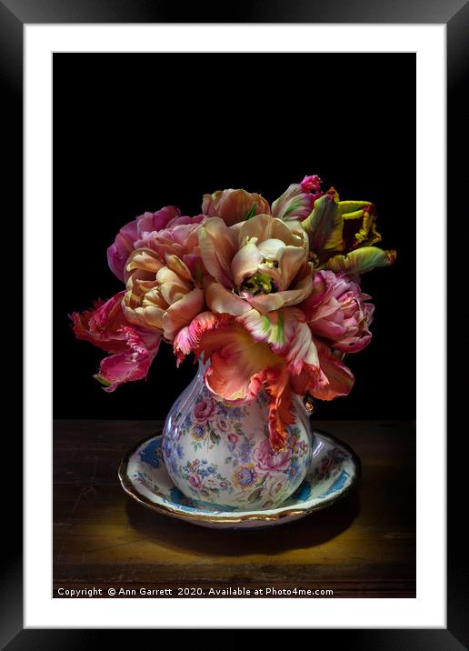 Tulip Spotlight Framed Mounted Print by Ann Garrett