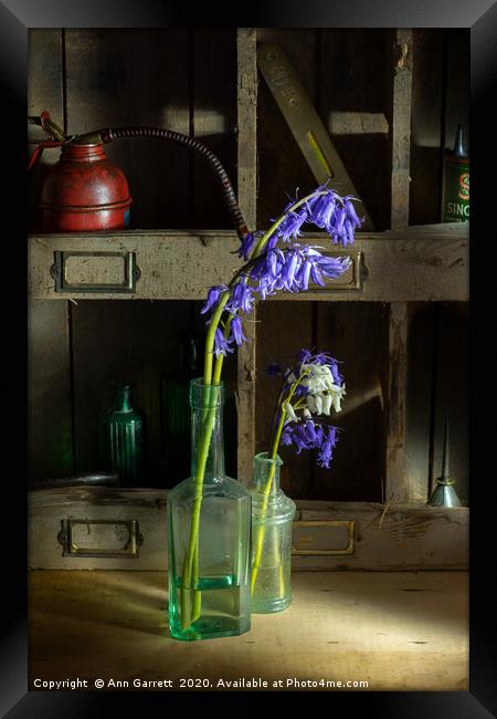 Bluebells in the Workshop Framed Print by Ann Garrett