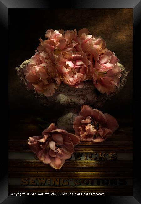 Fallen Tulips Framed Print by Ann Garrett