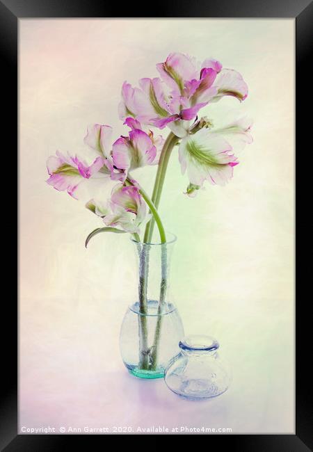 Tulips in a Glass Vase Framed Print by Ann Garrett
