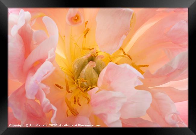 Pink Peony Candyfloss Framed Print by Ann Garrett