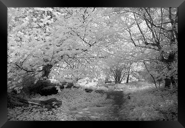 Woodland Path - Infrared Framed Print by Ann Garrett