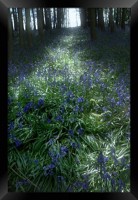 Bluebell Light Framed Print by Ann Garrett