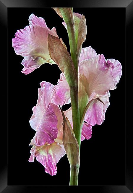 Pink Gladiolus Framed Print by Ann Garrett