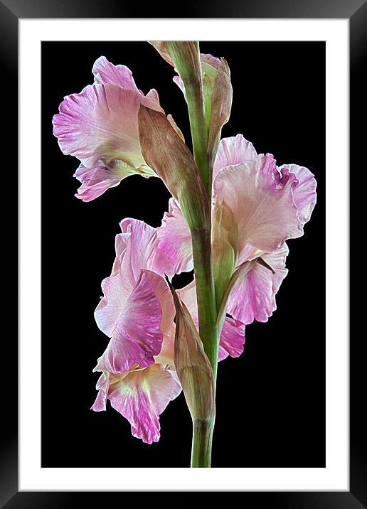 Pink Gladiolus Framed Mounted Print by Ann Garrett