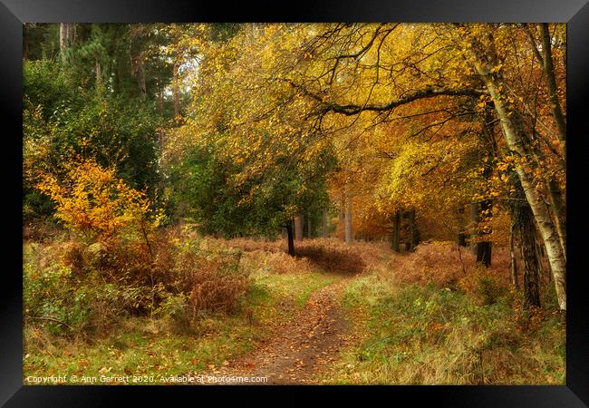 Autumn Glow On The Chase 3 Framed Print by Ann Garrett