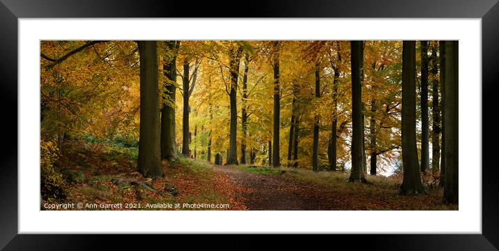 Autumn Path on Cannock Chase 2 Framed Mounted Print by Ann Garrett