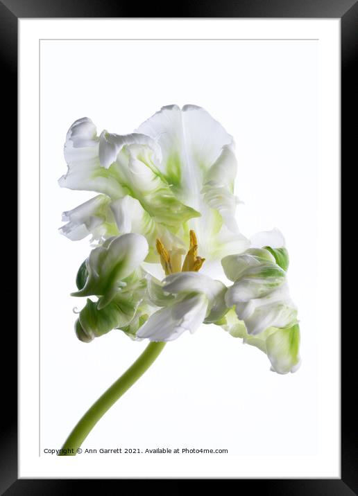 White Parrot Tulip Framed Mounted Print by Ann Garrett