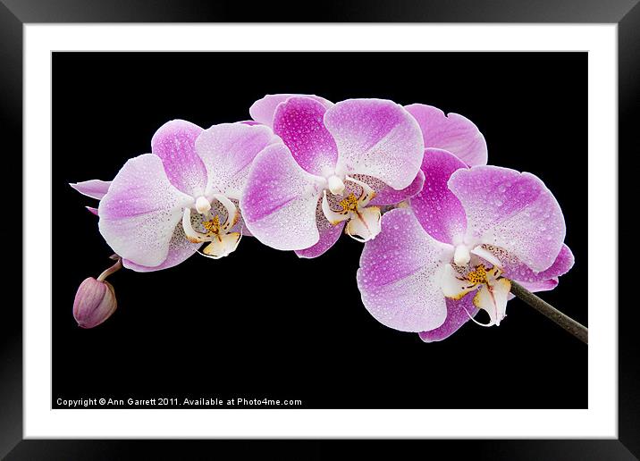 Orchids in the Rain Framed Mounted Print by Ann Garrett