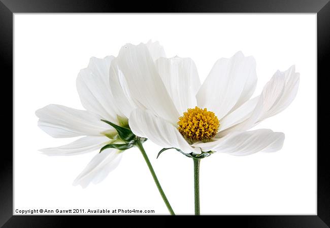 Cosmos Purity Framed Print by Ann Garrett