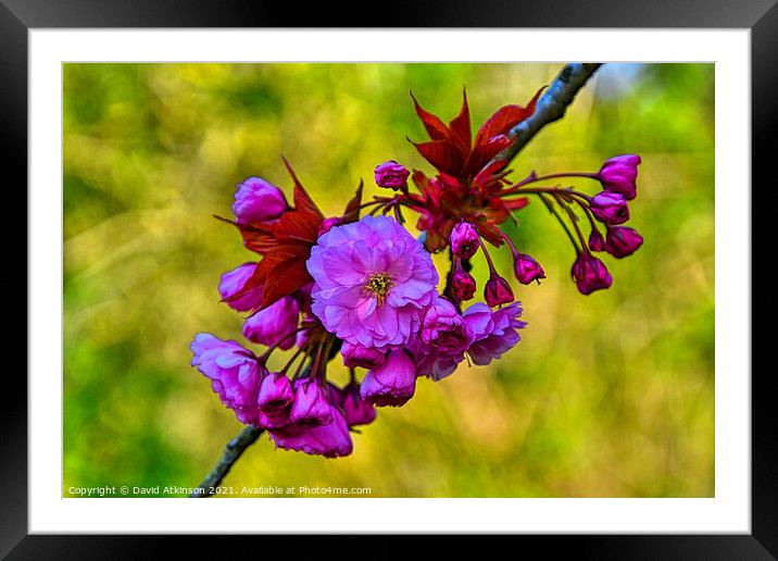 Pink Blossom Framed Mounted Print by David Atkinson