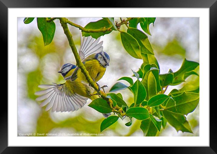Spread your wings Framed Mounted Print by David Atkinson