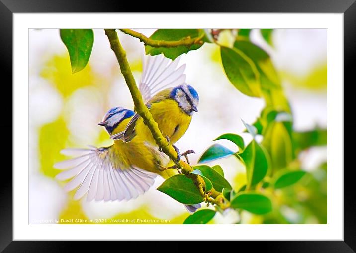 Stretch your wings  Framed Mounted Print by David Atkinson