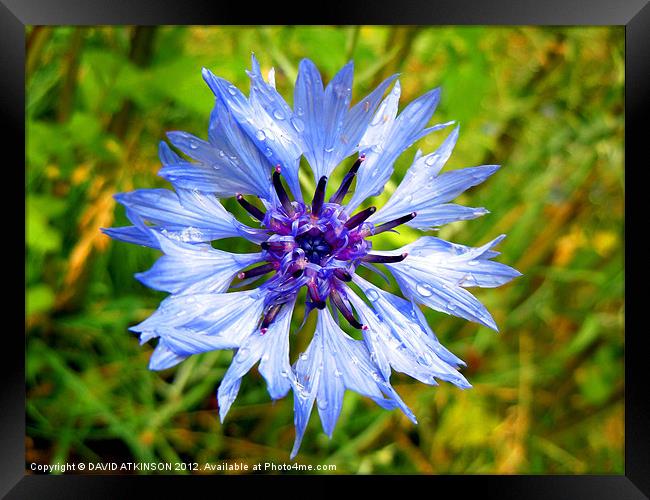 BLUE FLOWER AFTER THE RAIN Framed Print by David Atkinson