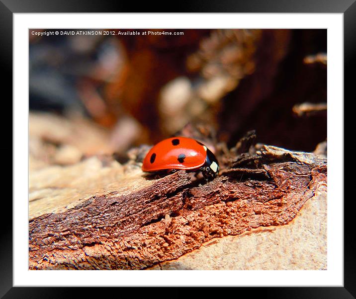 LADYBIRD Framed Mounted Print by David Atkinson