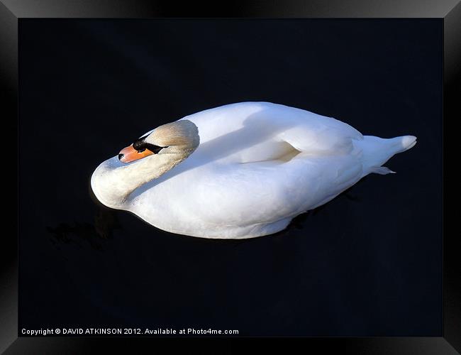 SWAN FROM ABOVE Framed Print by David Atkinson